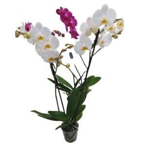Comprar orquídea en Salamanca