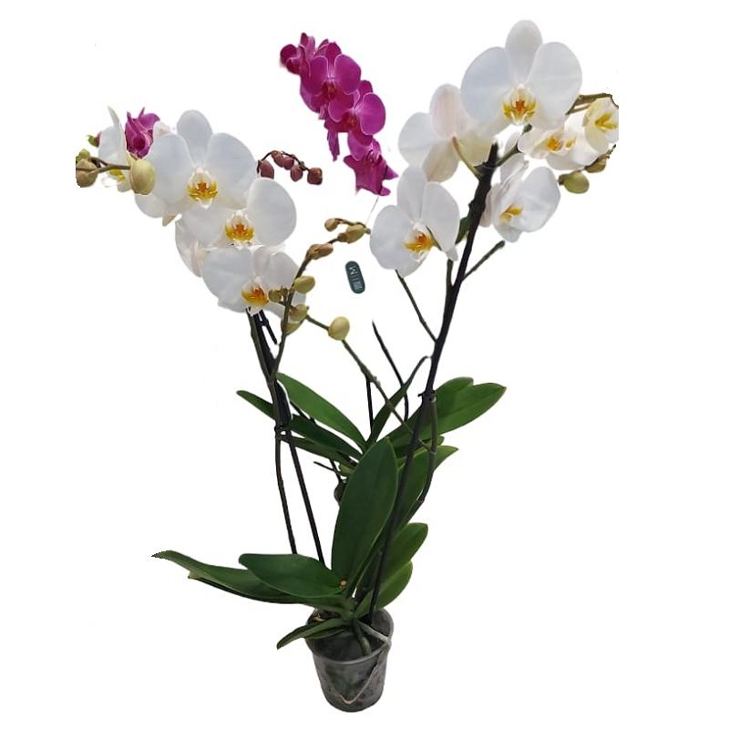 Comprar orquídea en Salamanca