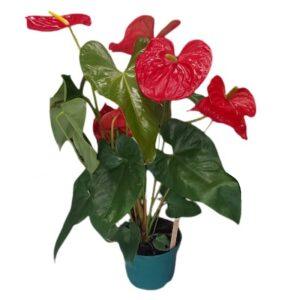 comprar Anthurium en Salamanca
