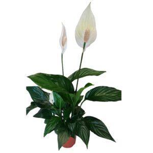 comprar planta a domicilio Spathiphyllum