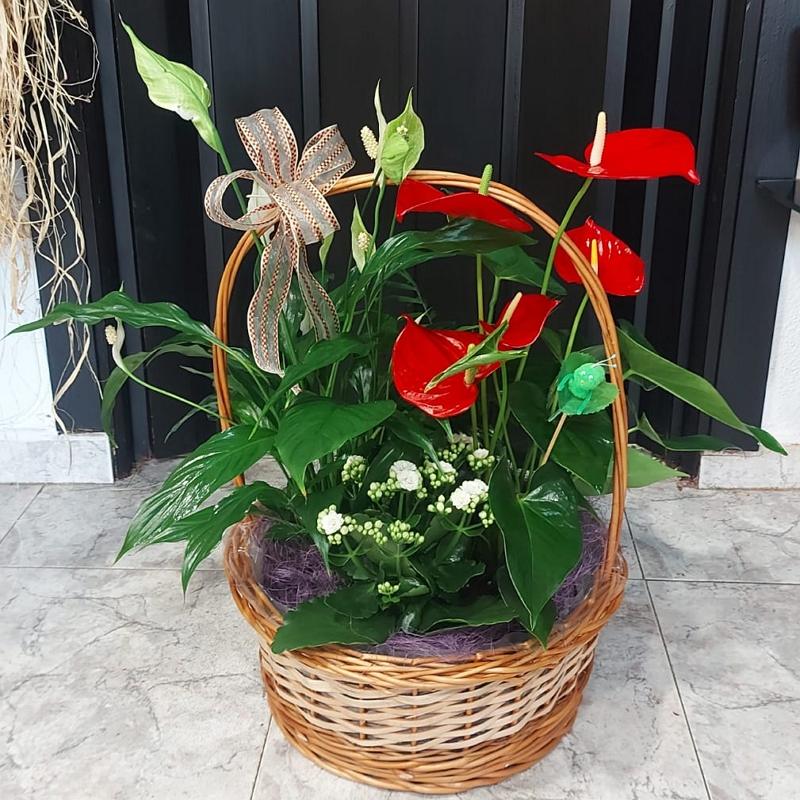 Composición de Plantas con Anthurium